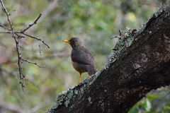 Turdus olivaceus