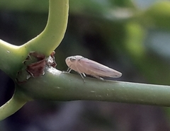 Cicadellidae