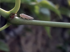 Cicadellidae