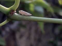 Cicadellidae