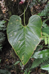Anthurium formosum