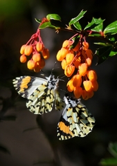 Eroessa chiliensis