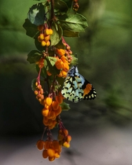 Eroessa chiliensis