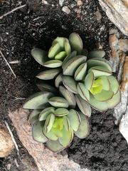 Adromischus sphenophyllus