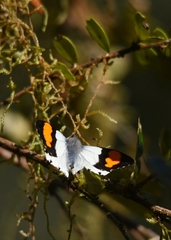 Eroessa chiliensis