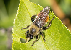 Laphria fernaldi