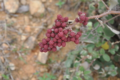 Image of Rubus urticifolius