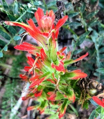 Castilleja miniata dixonii