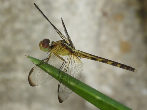 Black-winged Dragonlet