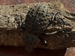 Scotobius pilularius