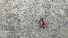 Ogdoecosta biannularis