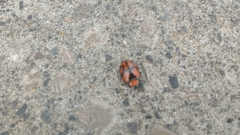 Ogdoecosta biannularis