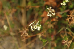 Niphogeton