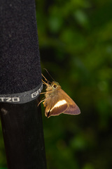 Hasora borneensis