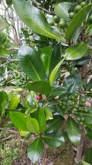 Elingamita johnsonii