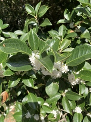 Osmanthus
