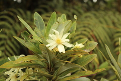 Drimys granadensis