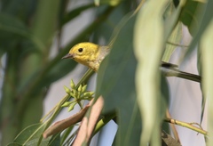 Setophaga townsendi × occidentalis