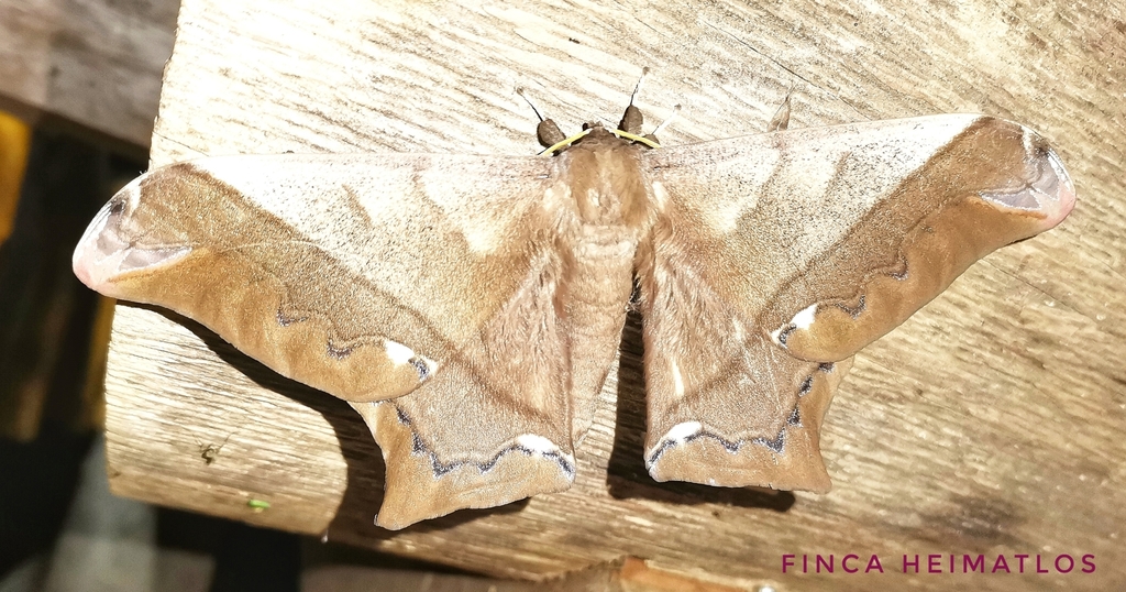 Arsenura fuscata