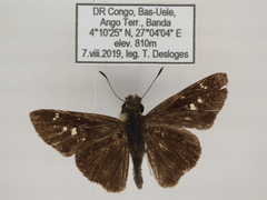 Torbenlarsenia gemella