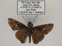 Torbenlarsenia gemella