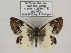 Eagris lucetia