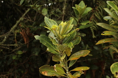 Drimys granadensis