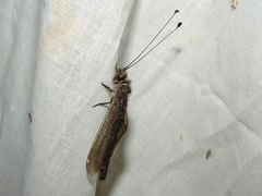 Ululodes quadripunctatus