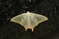 Ourapteryx claretta
