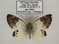 Eagris lucetia