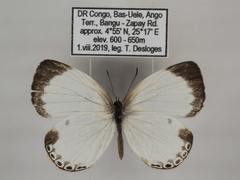 Oboronia ornata vestalis