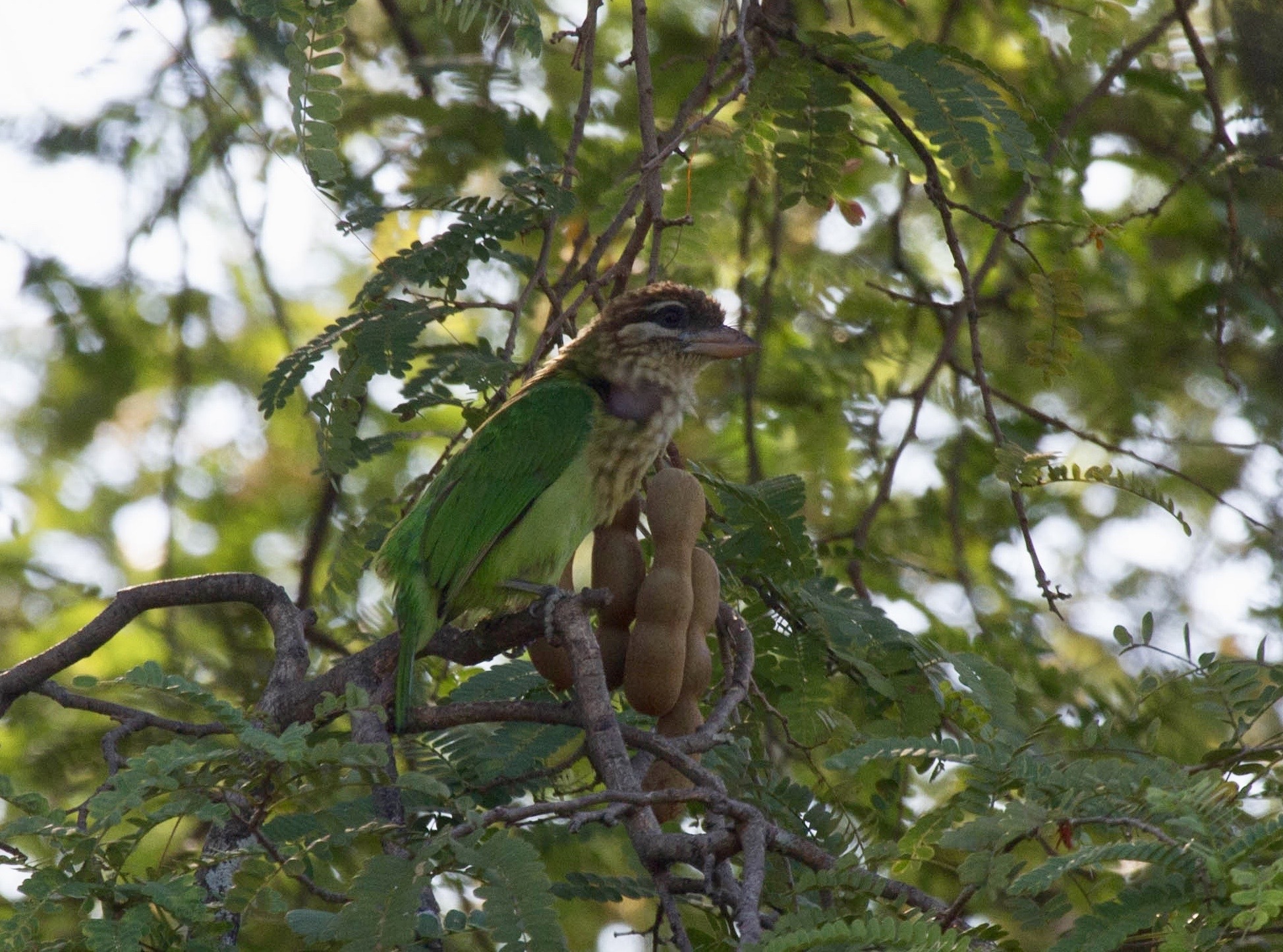 White-cheeked Barbet
