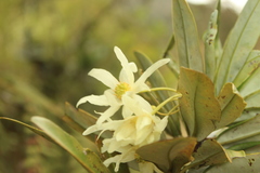 Drimys granadensis