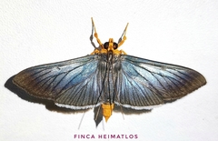 Omiodes fulvicauda