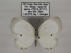 Oboronia ornata vestalis