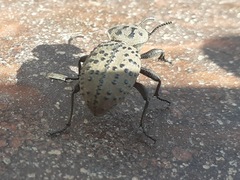 Scotobius pilularius