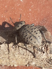 Scotobius pilularius