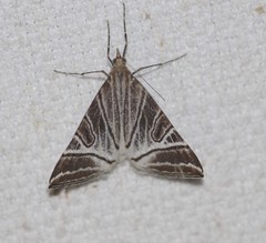 Phrataria replicataria