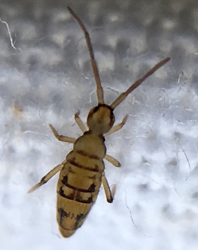 Cosmopolitan Springtail, photo 6 of 9