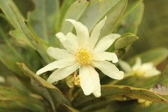 Drimys granadensis