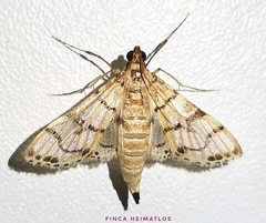 Azochis