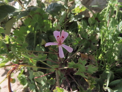 Pelargonium patulum patulum