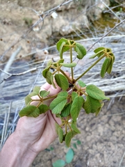 Handroanthus ochraceus