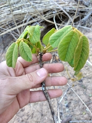 Handroanthus ochraceus