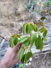 Handroanthus ochraceus