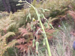 Hieracium crepidispermum