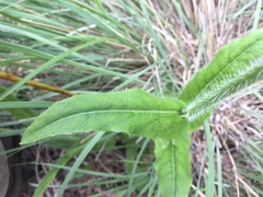 Hieracium crepidispermum