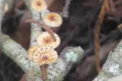 Crinipellis zonata