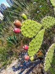 Opuntia streptacantha