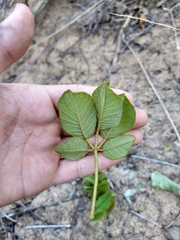 Handroanthus ochraceus